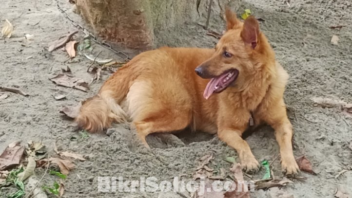 জার্মান সেফাট মিক্স ব্রিড
